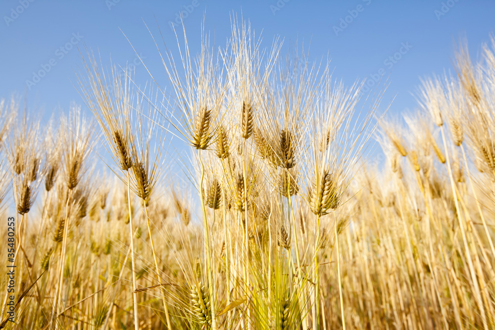 Obraz premium barley