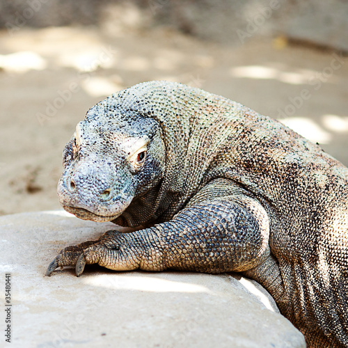 big lizard dragon at the zoo