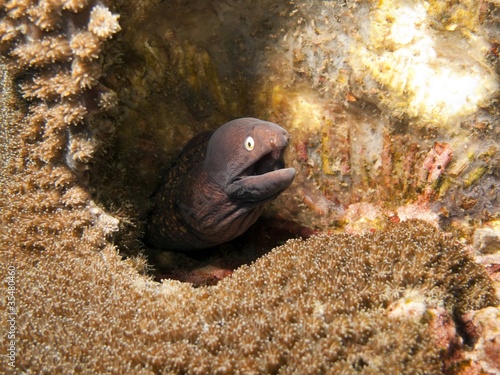 White Eyed Moray Eel - Siderea thyrsoidea photo