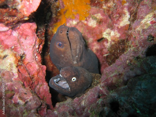 White Eyed Moray Eel - Siderea thyrsoidea photo