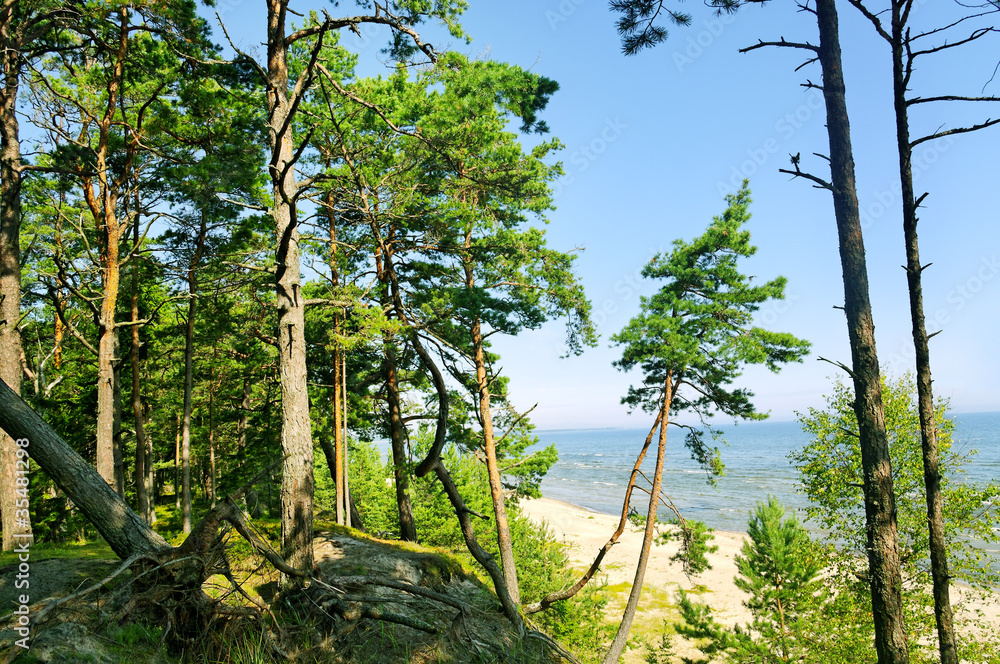 Fototapeta premium Baltic sea coastline.