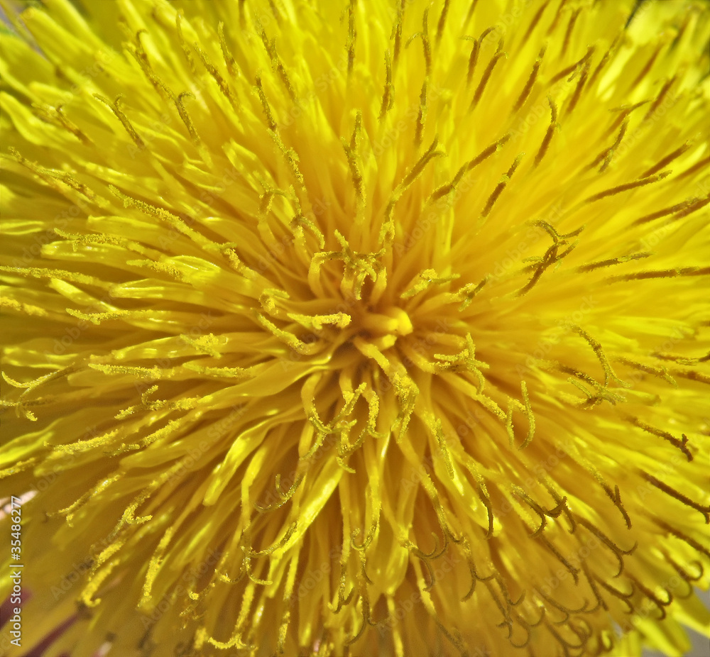 Inside a dandelion - macro. Floral background Inside a dandelion - macro. Floral background