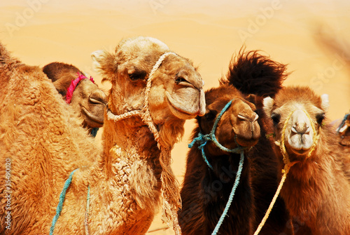 Camels in the Sahara #35490020