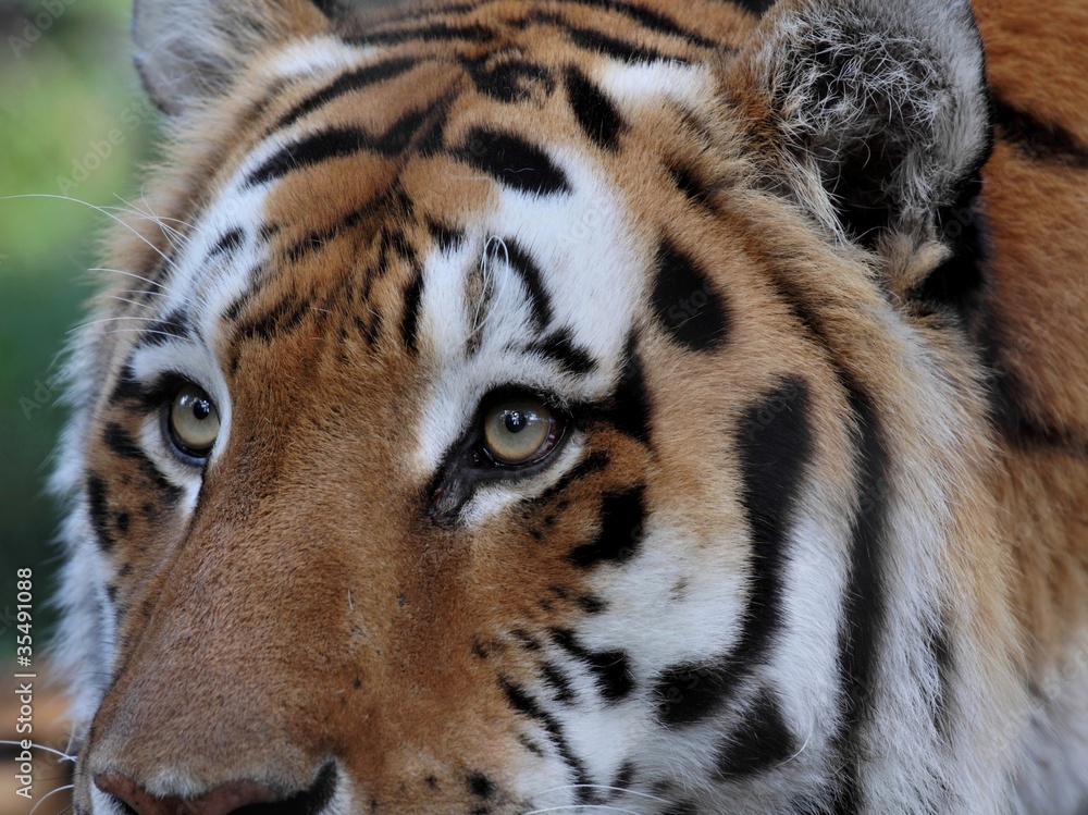 Fototapeta premium face de tigre