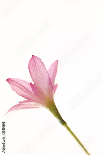 Beautiful pink flower © nujalee