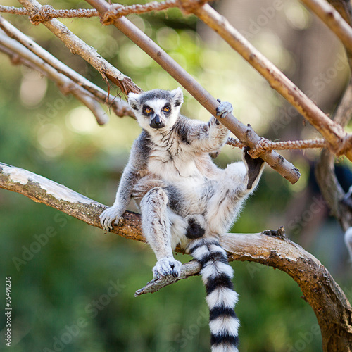 lemur sitting on the branches at the zoo