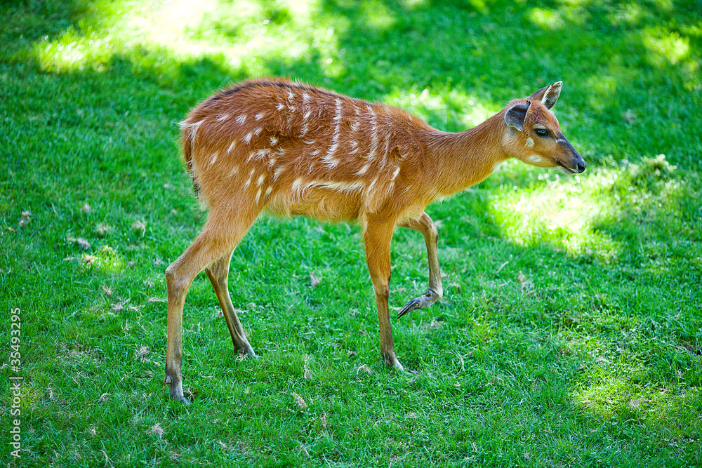 deer on the background of green grass in a zoo deer on the background of green grass in a zoo
