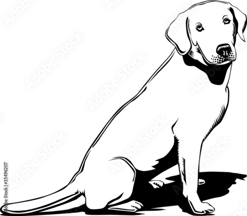 Black and white labrador
