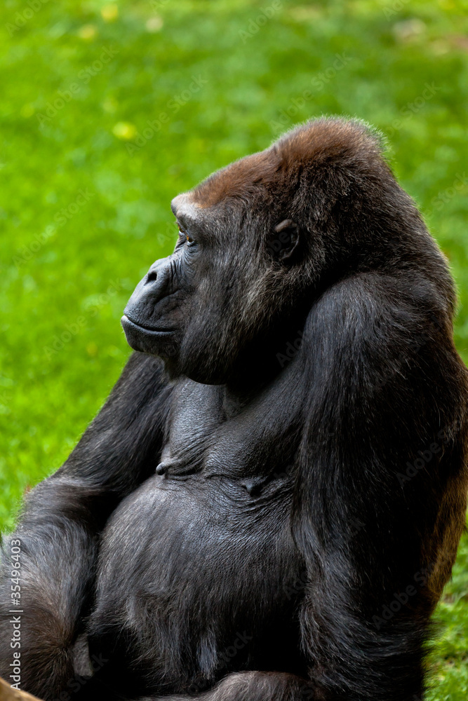 Naklejka premium Gorilla of coast, Gorilla gorilla