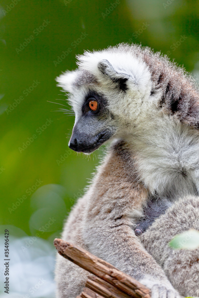 Obraz premium Lemur of ring-shaped tail ,Lemur catta