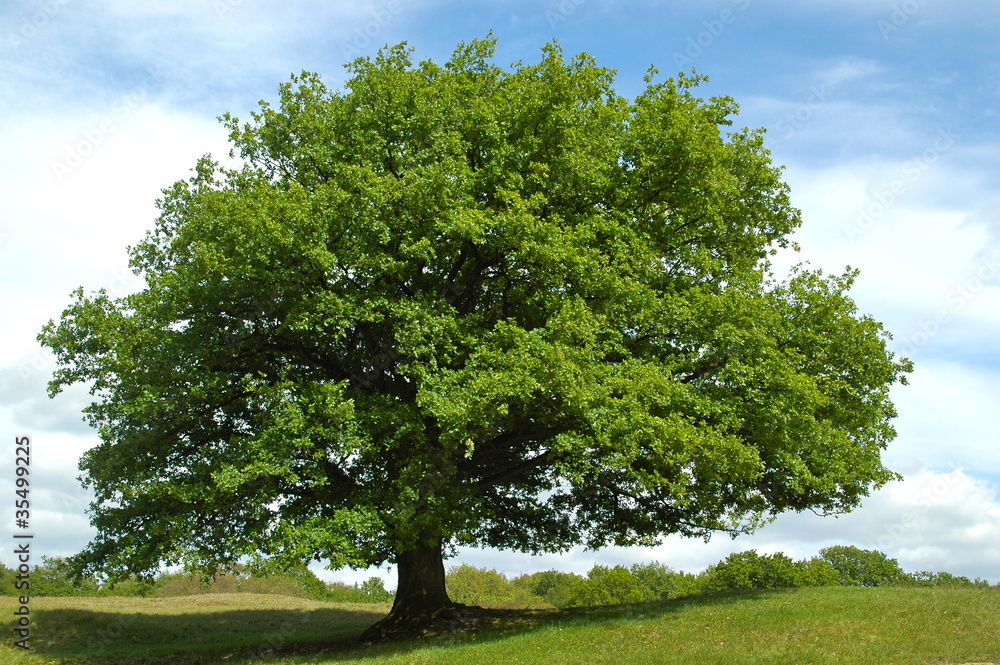 ближайший дуб. дуб черешчатый крона. дуб дерево. ближайший дуб. ствол дерева.