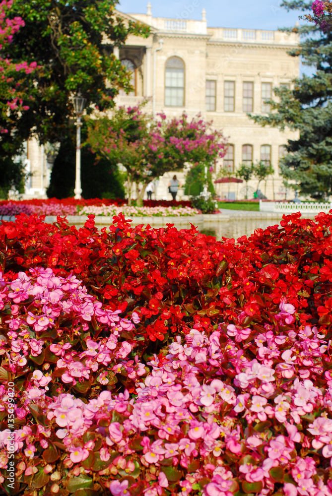 Fiori rosa Fiori rosa