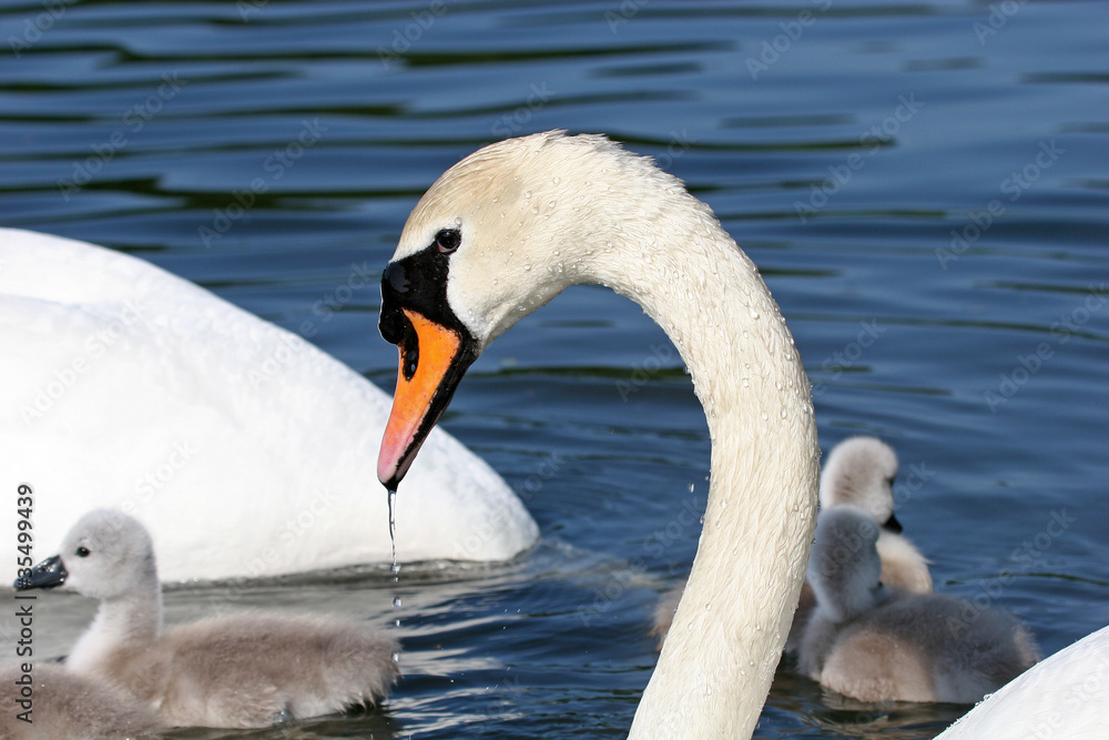 Obraz premium swan and cygnets