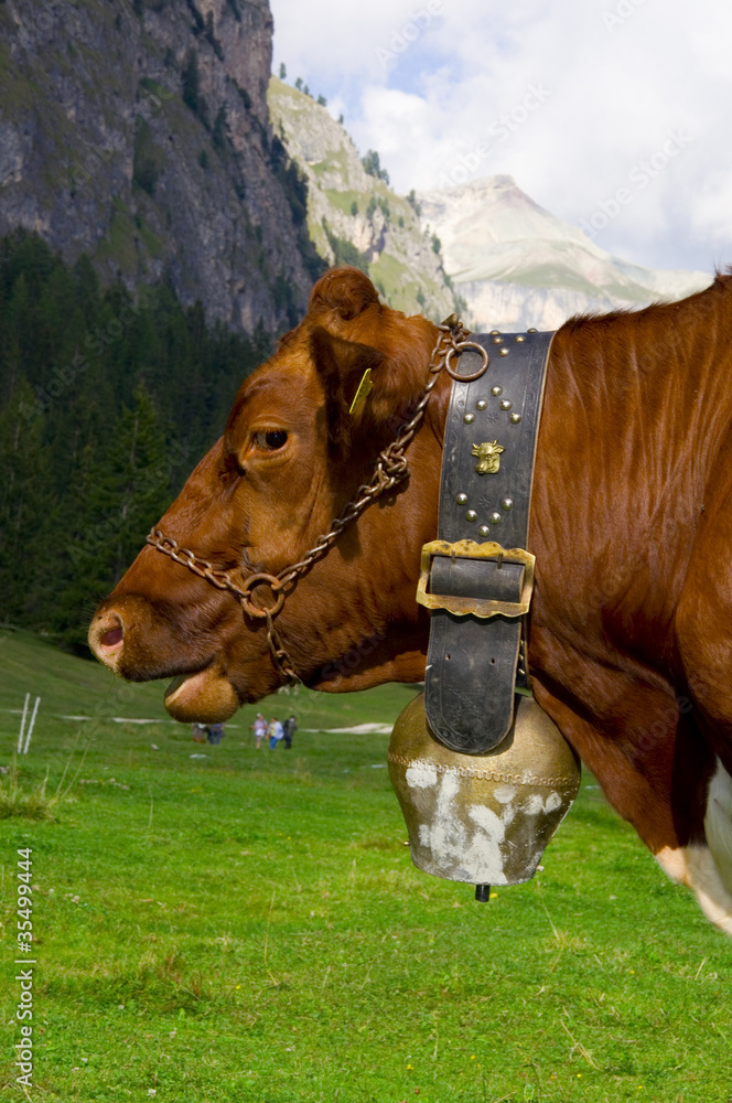 Kuh in den Alpen - Dolomiten