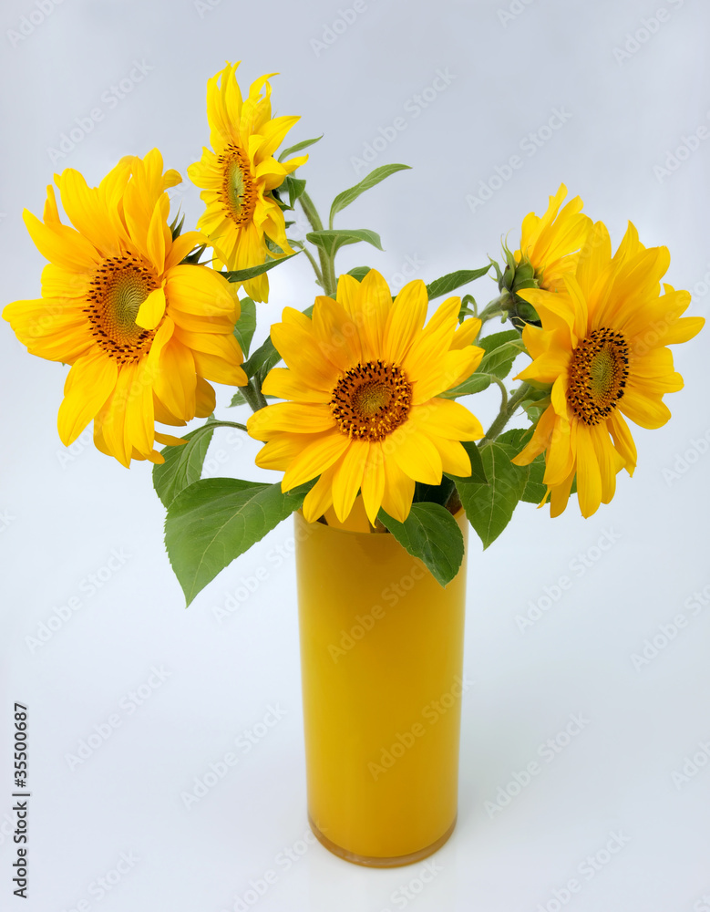 Obraz premium Sonnenblumen