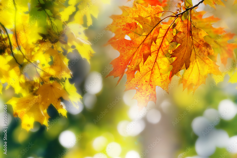 Obraz premium leaves