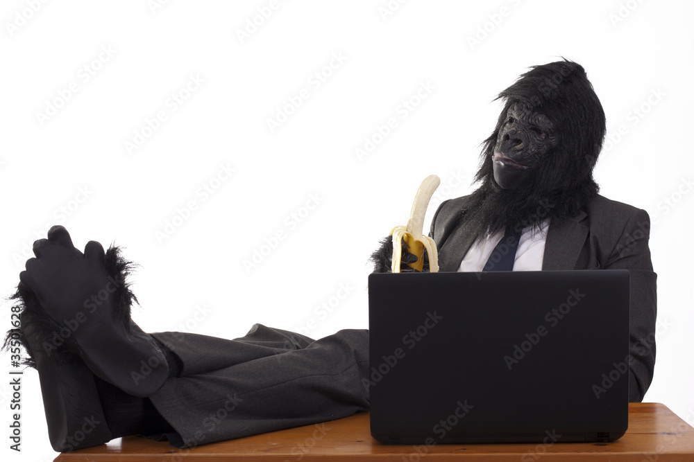 Gorilla relaxing in his office job, white background. - obrazy, fototapety, plakaty 