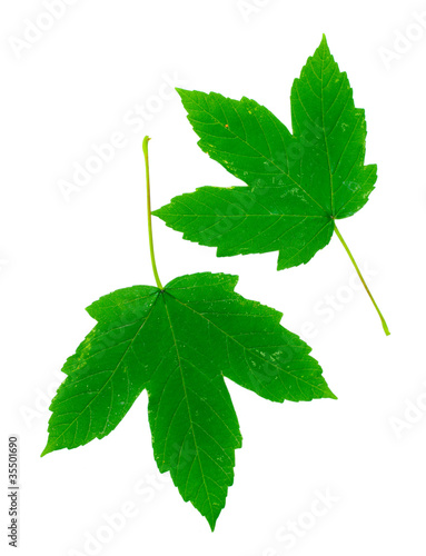 Beautiful green leaves isolated on white