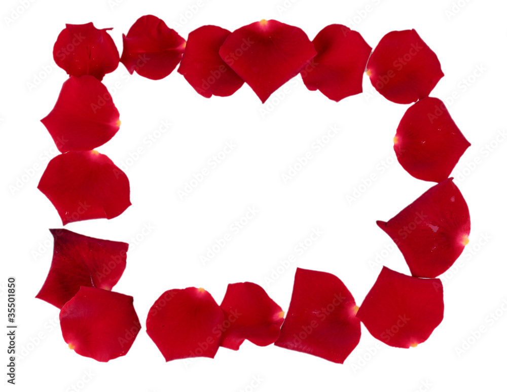 Red rose petals isolated on white Red rose petals isolated on white