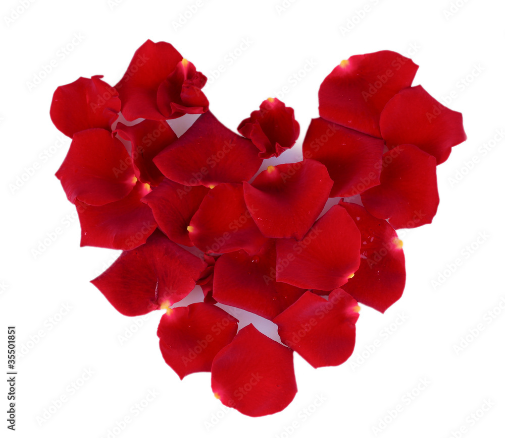 Red rose petals isolated on white Red rose petals isolated on white