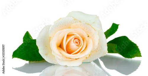 Cream rose with leaves isolated on white