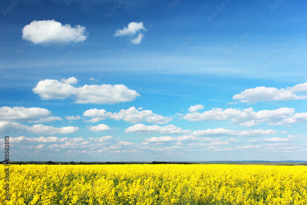 field field