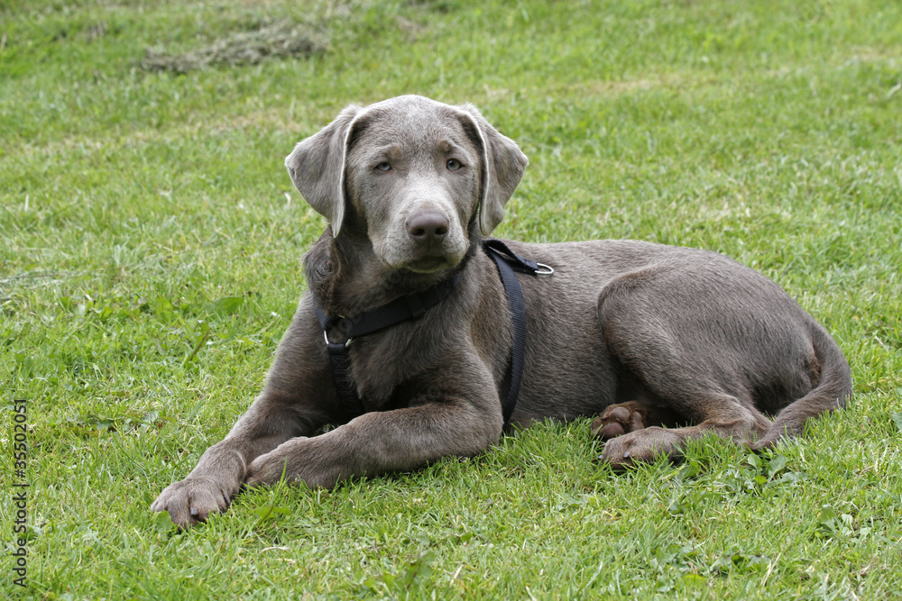 grauer Labradorwelpe StockFoto Adobe Stock