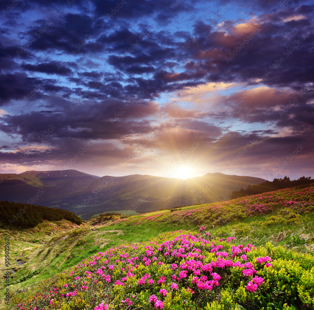 Obraz premium flower