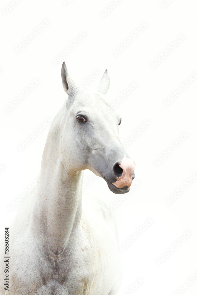 Fototapeta white horse
