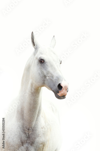 white horse
