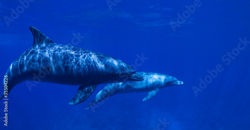 Mother and Baby Dolphins. © uwimages