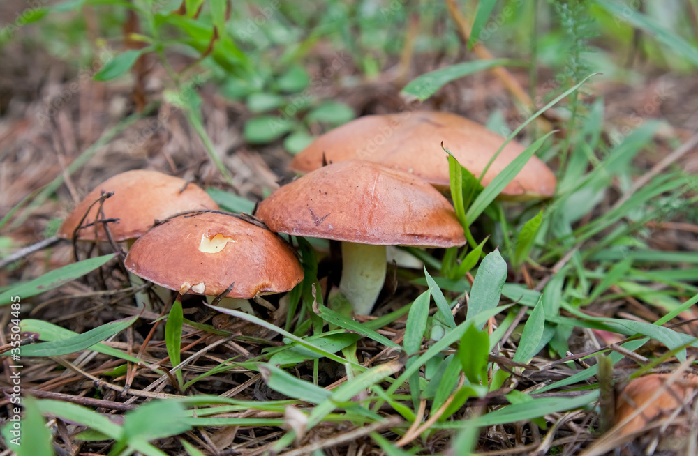 Edible mushrooms in the grass Edible mushrooms in the grass