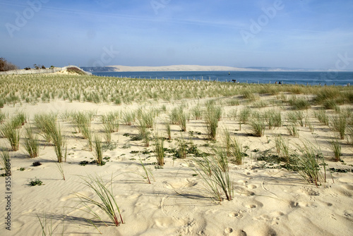 Oyat; Site protégé restauration des dunes; Cap Ferret, 33 photo