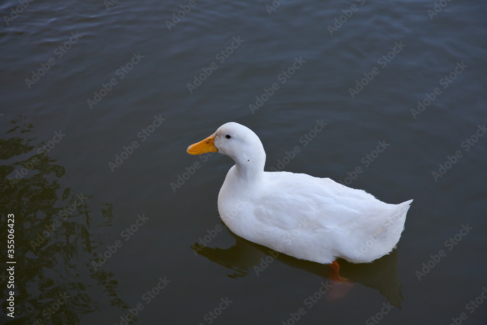 ducks swim in the lake 4
