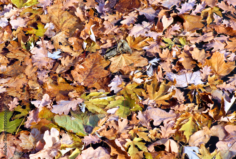 Autumn Leaves Autumn Leaves