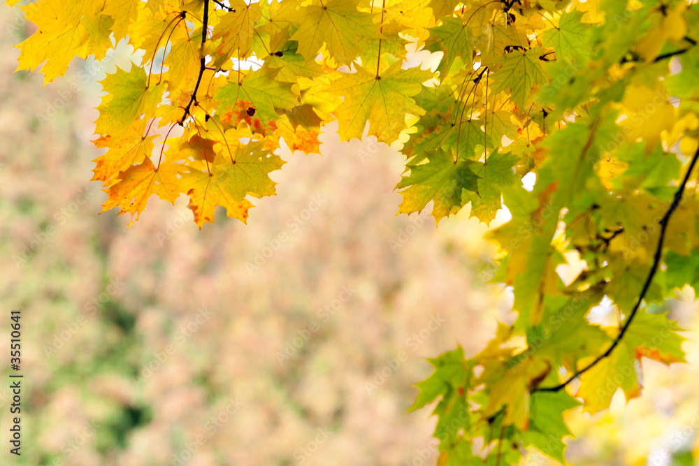 leaves leaves