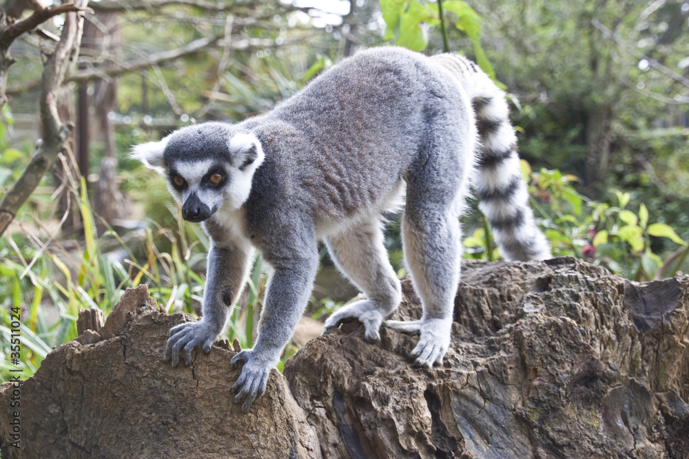 Obraz premium lemur exploring along a branch