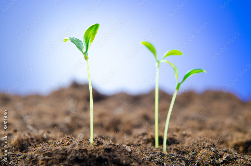 Green seedlings in new life concept Green seedlings in new life concept
