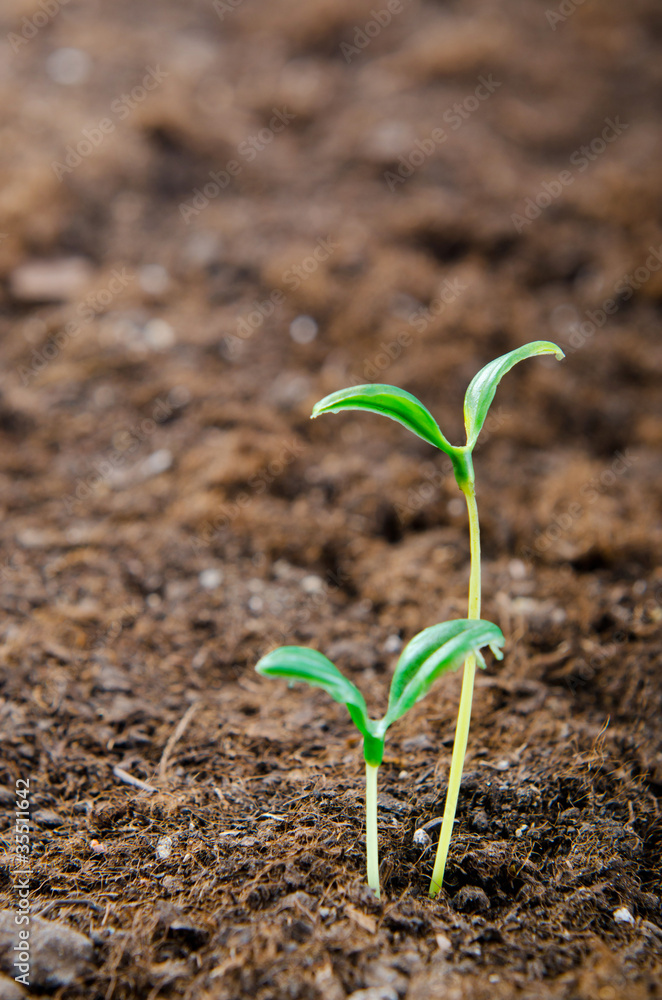 Green seedlings in new life concept Green seedlings in new life concept