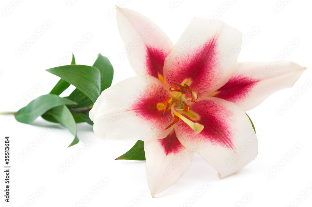 lily lily