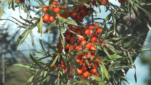 Ripe sea-buckthorn berries on a branch.