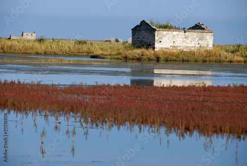 Autumn colors in salt marsh