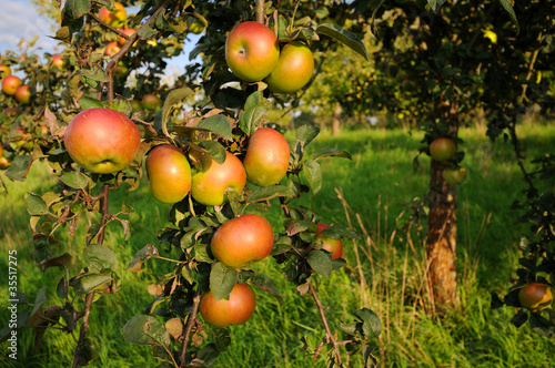 apple's at appletree
