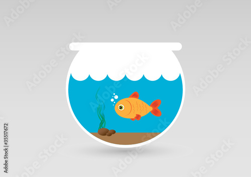 fish in aquarium