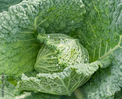 Head Cabbage (Savoy or Brassica sabauda)