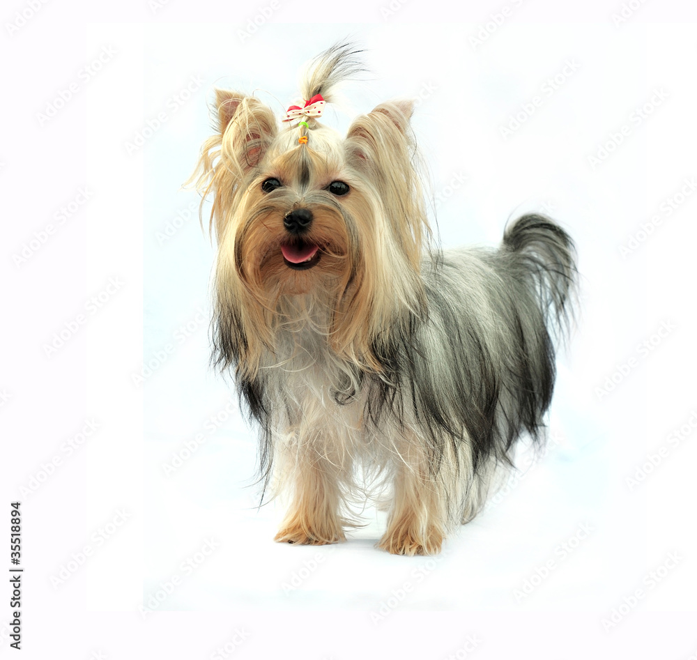 Yorkshire terrier on white background
