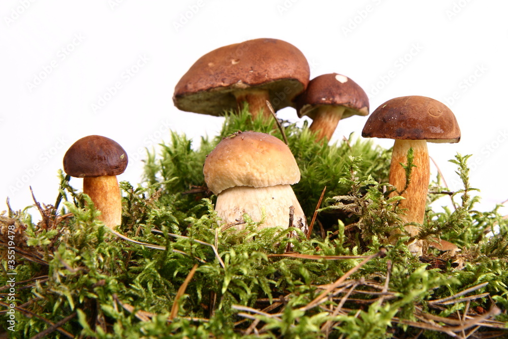 Mushrooms of different size on white background Mushrooms of different size on white background