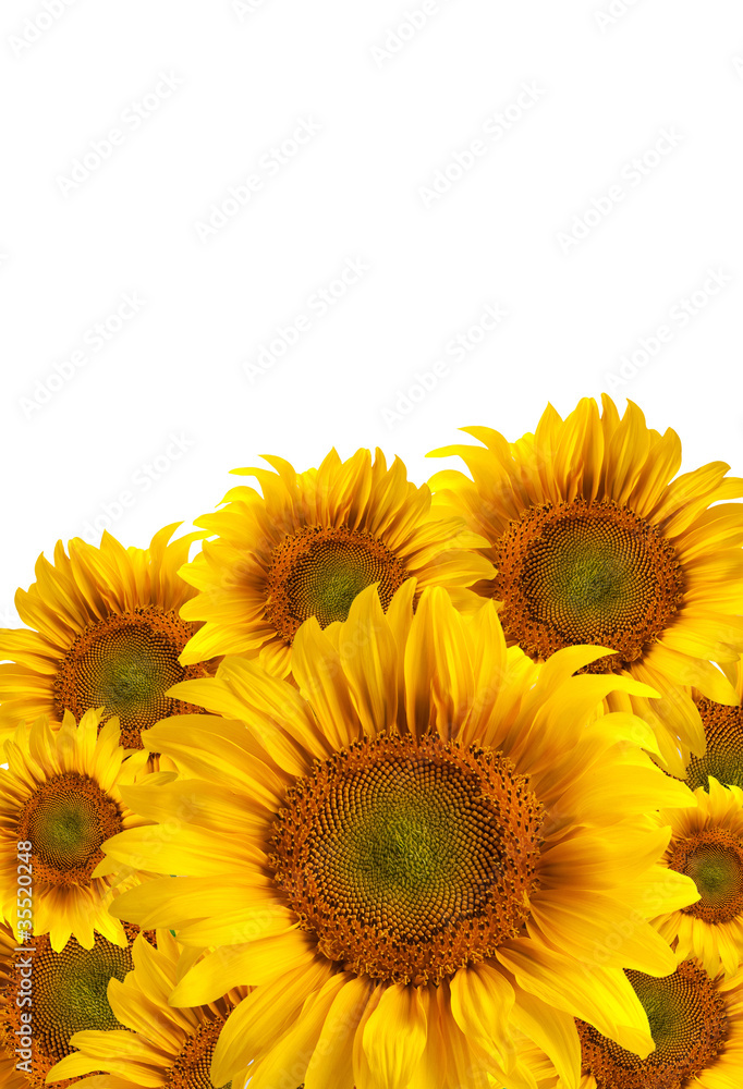 The beautiful sunflower The beautiful sunflower