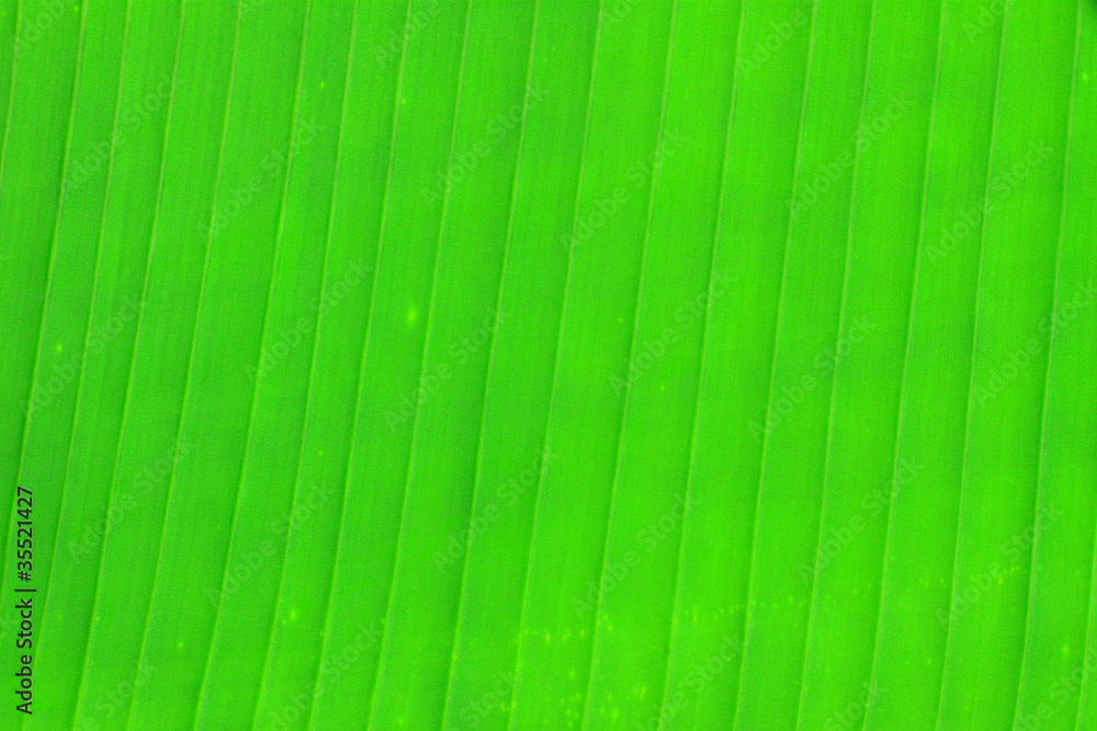 Texture green leaf Texture green leaf