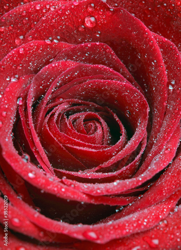 Fototapeta Naklejka Na Ścianę i Meble -  Close up Photo of a red rose